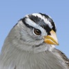 iBird Yard+ Guide to Birds icon