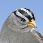 IBird Yard+ Guide to Birds app download