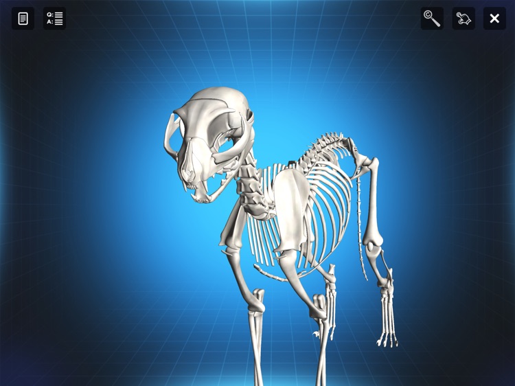 Bone Viewer - Cat Skeleton