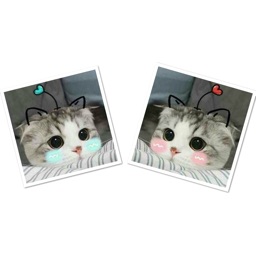 Real Cat Emoji Sticker