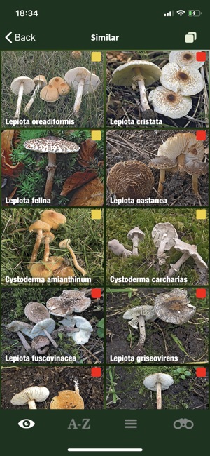 Mushroom Guide British Isles(圖7)-速報App
