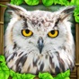 Owl Simulator app download