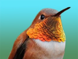 50 Hummingbirds - 12 Animated Hummingbirds, 38 Hummingbird static Stickers for iMessage