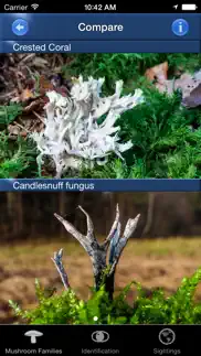 mushroom id north america problems & solutions and troubleshooting guide - 4