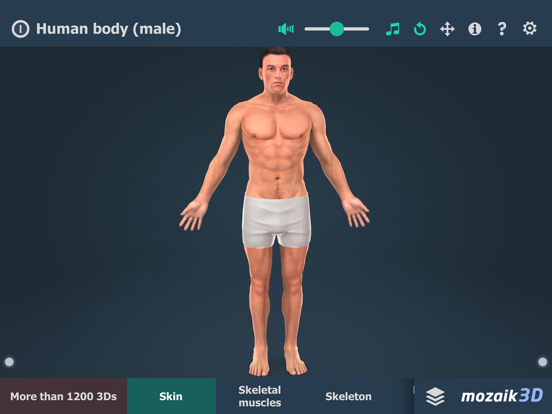 Screenshot #4 pour Human body (male) 3D