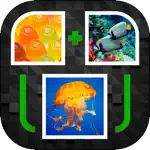 PicPicWord - New 2 Pics 1 Word Puzzle App Support