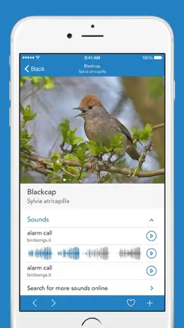 Game screenshot Birds PRO HD hack