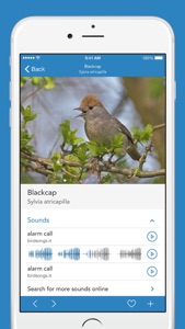 Birds PRO HD screenshot #3 for iPhone