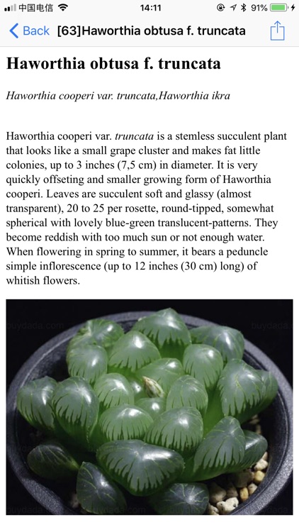 Succulents