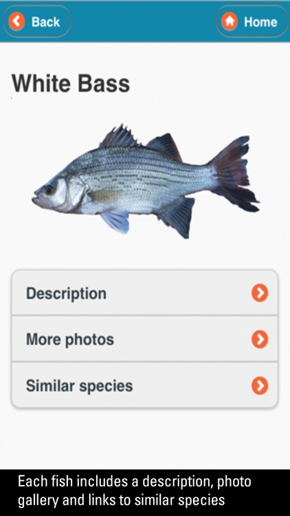 WI Fish ID screenshot-3
