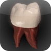 Real Tooth Morphology - iPadアプリ