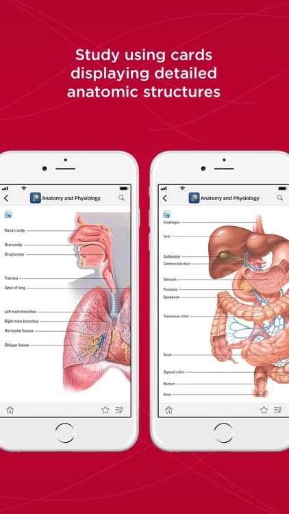Anatomy & Physiology Made Easy
