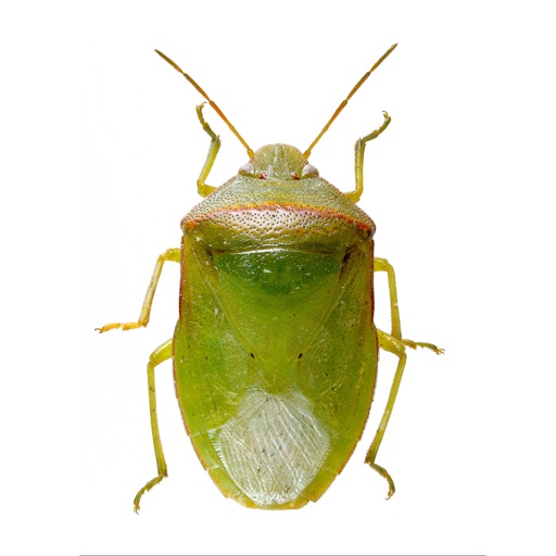 SE Agricultural Stink Bug ID icon