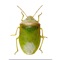 Icon SE Agricultural Stink Bug ID