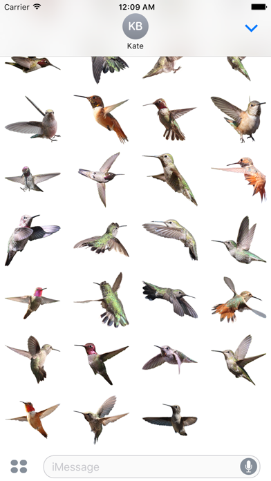 蜂鸟贴 Hummingbird Stickers screenshot