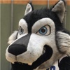 D.C. Timberwolves