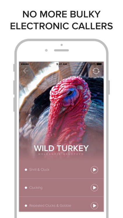 Game Calls USA & Canada