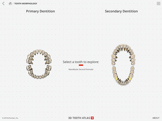 Tooth Atlas 9 iPad screenshot 2 - Education app
