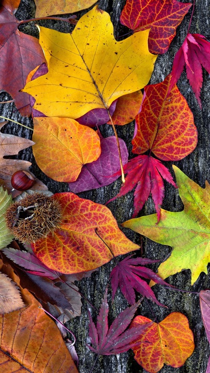 Autumn Leaves Emojis