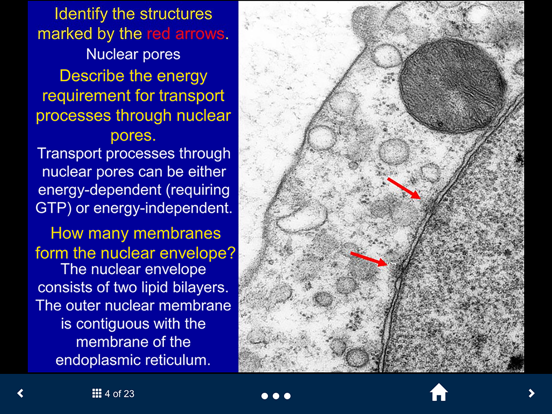 Screenshot #6 pour Histology - Basic Tissues