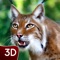 Wild Lynx Animal Life