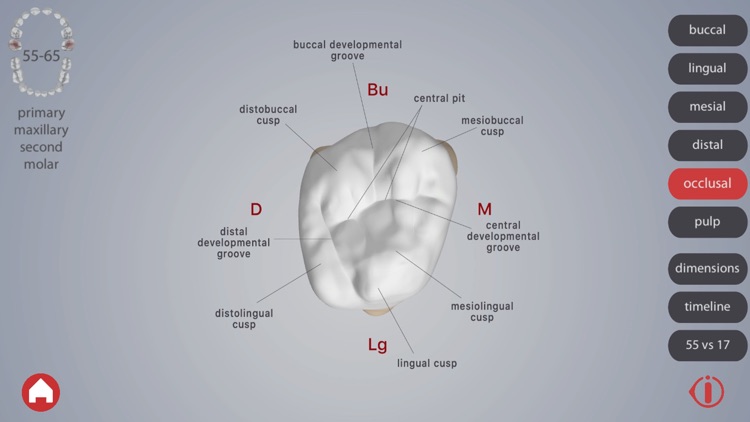 Dental Corpus Primary screenshot-3