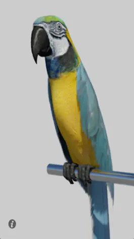 Game screenshot Talking Parrot mod apk