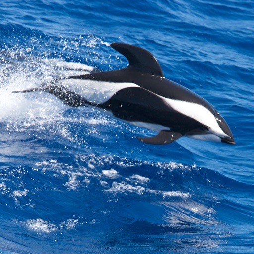 Whale Watching