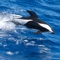 A special application for every passionate whale and dolphin whatcher