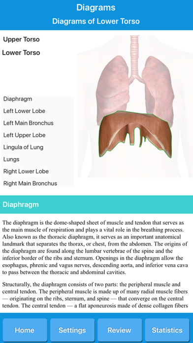 Respiratory System Anatomy screenshot 3