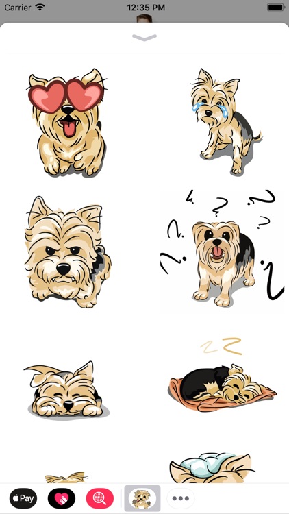 Archie the Yorkie