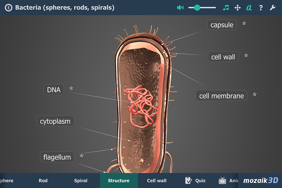 Bacteria 3D screenshot 4