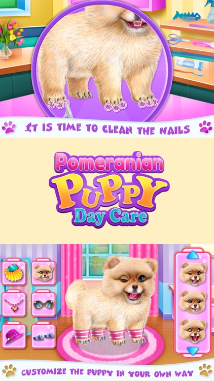 Pomeranian Puppy Day Care
