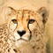 Presenting a completely Free Wild Cats Sounds Checklist compilation app with high quality sounds of wild cats from around the world