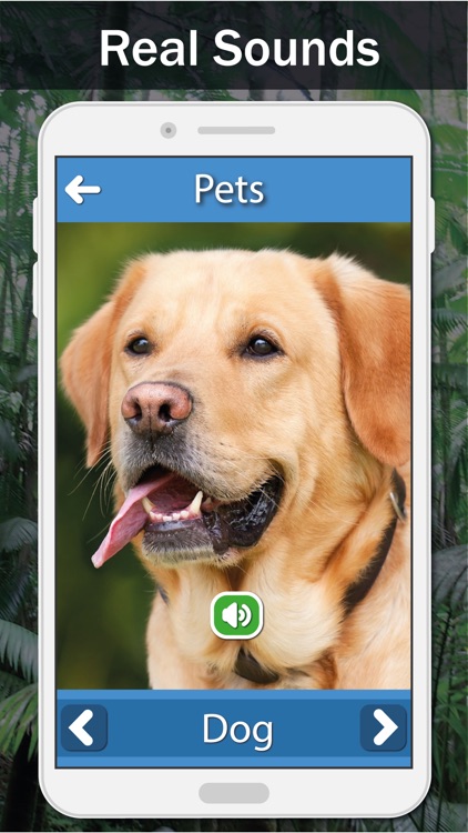 Animal Sounds - Learn And Play