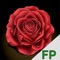 Join the largest and most popular Bachelor Fantasy Game