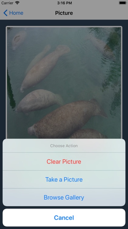 I Spy a Manatee