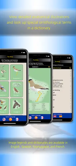 Game screenshot The Birds of Argentina hack