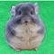 When looking at your lovely chinchilla babies, do you have a thought what they are thinking