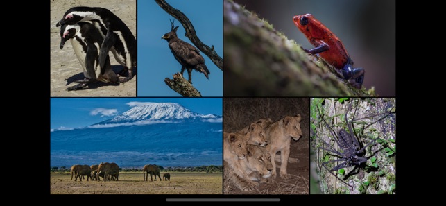 WorldView: Wildlife(圖4)-速報App