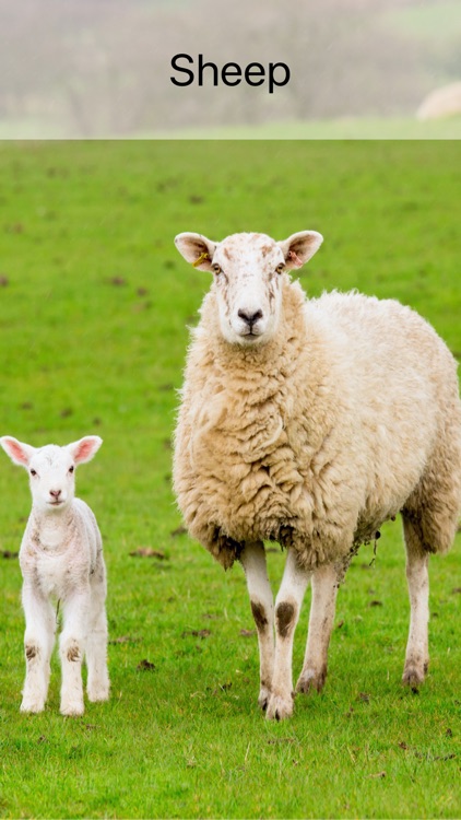 Games for kids, Flash cards screenshot-0