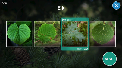 Treslag - på tur i skogen Screenshot