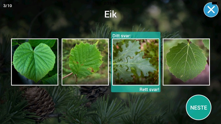 Treslag - på tur i skogen