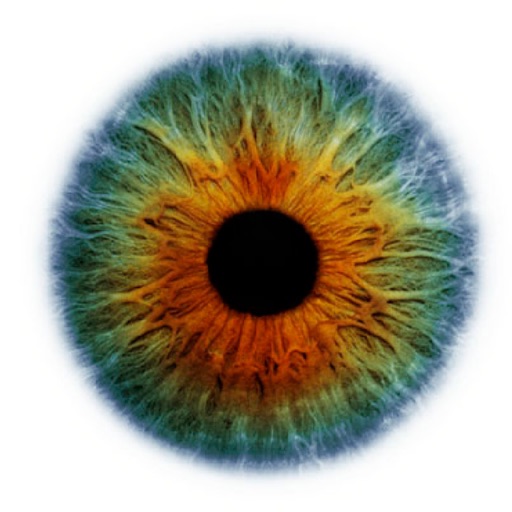 OphthyChart