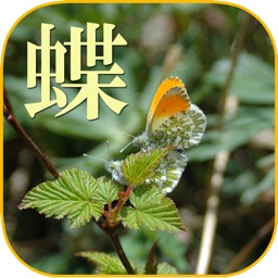 蝶の生態写真図鑑