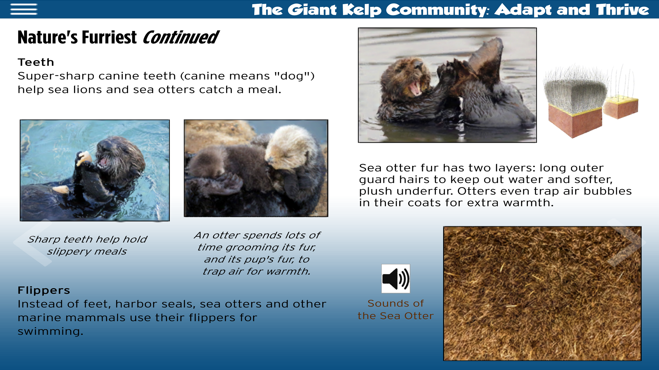 The Kelp Forest ebook