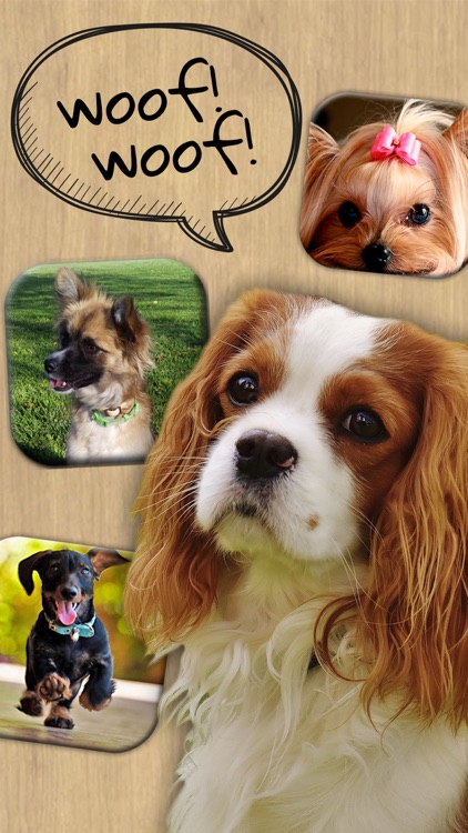 Animal Sounds – Dogs, Cats