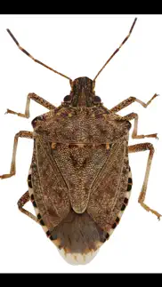 How to cancel & delete midwest stink bug 3