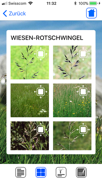 Wiesengräser leicht erkennen Screenshot