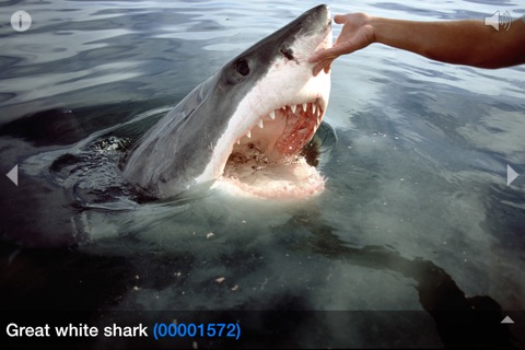 Sharks © Jostimages screenshot 2